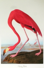 birds 15 - American Flamingo, Phoenicopterus Ruber